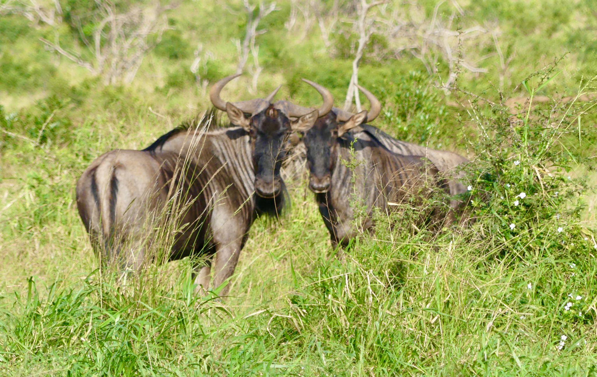 Blue wildebeest (an antelope)